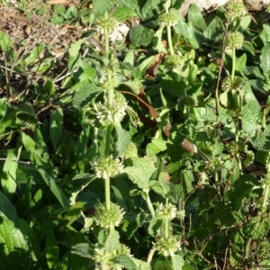 Marrubium vulgare at Isaacs Ridge - 12 May 2020