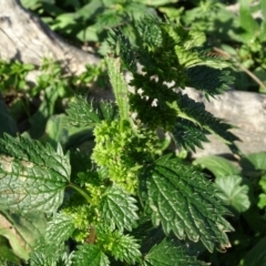 Urtica urens (Small Nettle) at Isaacs Ridge - 12 May 2020 by Mike