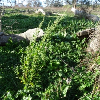 Chenopodium album (Fat Hen) at Isaacs Ridge and Nearby - 12 May 2020 by Mike