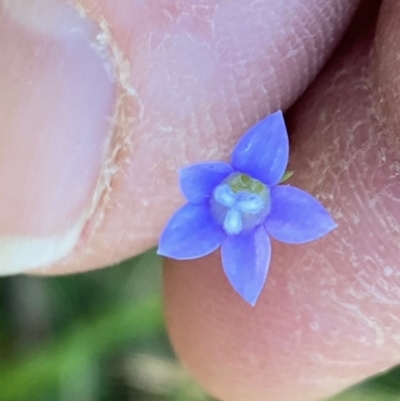 Wahlenbergia sp. (Bluebell) at Broulee Moruya Nature Observation Area - 17 May 2020 by LisaH