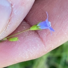 Wahlenbergia sp. at Moruya, NSW - 17 May 2020 01:06 PM