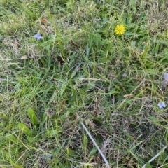 Wahlenbergia sp. at Moruya, NSW - 17 May 2020