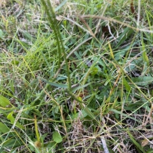 Wahlenbergia sp. at Moruya, NSW - 17 May 2020