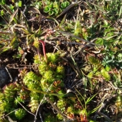 Acaena sp. (A Sheep's Burr) at Isaacs Ridge and Nearby - 12 May 2020 by Mike