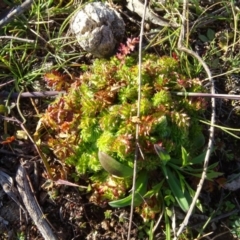 Acaena sp. at Isaacs Ridge and Nearby - 12 May 2020