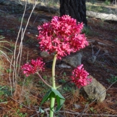 Centranthus ruber (Red Valerian, Kiss-me-quick, Jupiter's Beard) at Isaacs, ACT - 12 May 2020 by Mike