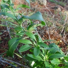 Centranthus ruber at Isaacs, ACT - 12 May 2020