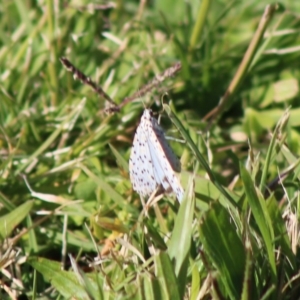 Utetheisa (genus) at Moruya, NSW - 17 May 2020 12:37 PM