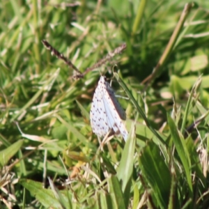 Utetheisa (genus) at Moruya, NSW - 17 May 2020