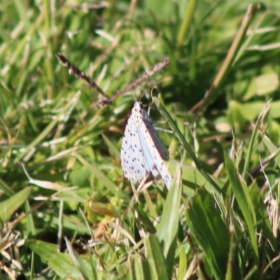 Utetheisa (genus) (A tiger moth) at Broulee Moruya Nature Observation Area - 17 May 2020 by LisaH