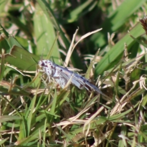 Utetheisa (genus) at Moruya, NSW - 17 May 2020