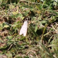 Utetheisa (genus) at Moruya, NSW - 17 May 2020