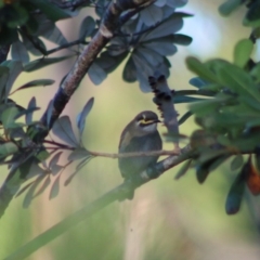 Caligavis chrysops (Yellow-faced Honeyeater) at Broulee Moruya Nature Observation Area - 16 May 2020 by LisaH