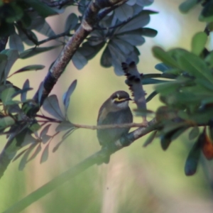 Caligavis chrysops at Moruya, NSW - 17 May 2020