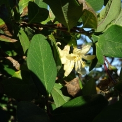 Lonicera fragrantissima (Winter Honeysuckle) at Isaacs Ridge - 11 May 2020 by Mike