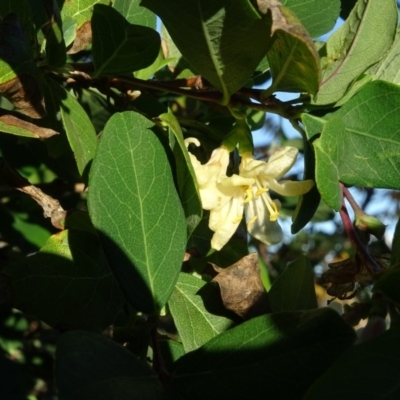 Lonicera fragrantissima (Winter Honeysuckle) at Isaacs Ridge and Nearby - 11 May 2020 by Mike