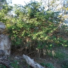 Lonicera fragrantissima at Jerrabomberra, ACT - 11 May 2020