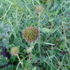 Acaena novae-zelandiae (Bidgee Widgee) at Isaacs Ridge - 11 May 2020 by Mike