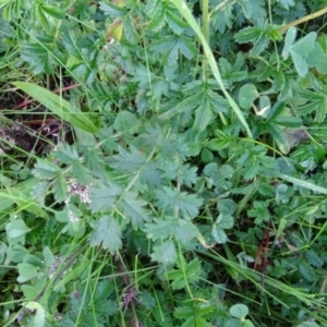 Acaena novae-zelandiae at Isaacs Ridge - 11 May 2020