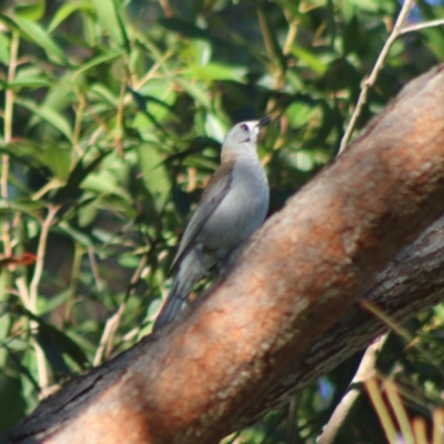 Colluricincla harmonica (Grey Shrikethrush) at Moruya, NSW - 16 May 2020 by LisaH