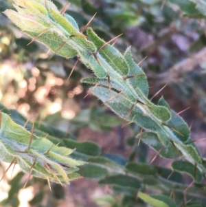 Acacia paradoxa at Burra, NSW - 17 May 2020