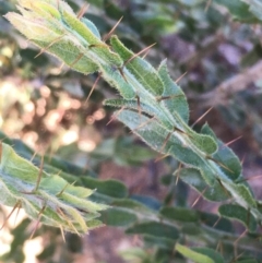 Acacia paradoxa (Kangaroo Thorn) at Burra, NSW - 17 May 2020 by JaneR