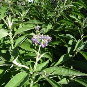Solanum mauritianum at Isaacs, ACT - 8 May 2020