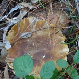 Clitocybe s. l. at Isaacs, ACT - 8 May 2020 02:46 PM