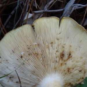 Clitocybe s. l. at Isaacs, ACT - 8 May 2020