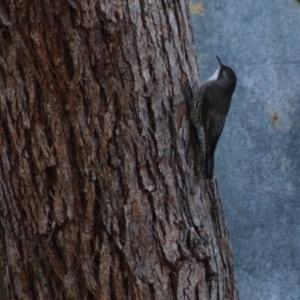 Cormobates leucophaea at Moruya, NSW - 17 May 2020