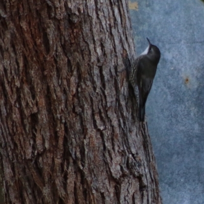 Cormobates leucophaea (White-throated Treecreeper) at Broulee Moruya Nature Observation Area - 16 May 2020 by LisaH