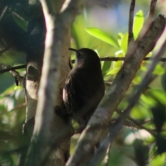 Cormobates leucophaea at Moruya, NSW - 17 May 2020