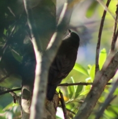 Cormobates leucophaea at Moruya, NSW - 17 May 2020 09:12 AM