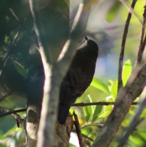 Cormobates leucophaea at Moruya, NSW - 17 May 2020 09:12 AM