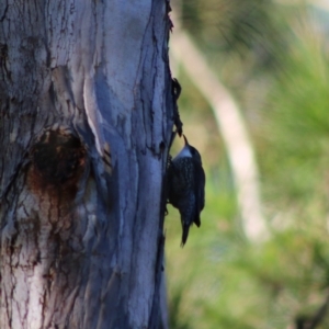 Cormobates leucophaea at Moruya, NSW - 17 May 2020