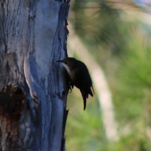 Cormobates leucophaea at Moruya, NSW - 17 May 2020