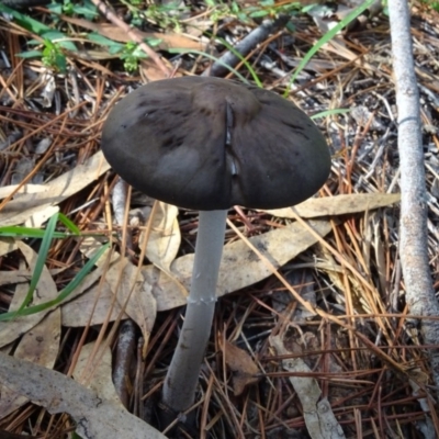 Oudemansiella gigaspora group (Rooting Shank) at Isaacs Ridge and Nearby - 8 May 2020 by Mike