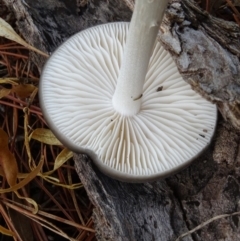 Oudemansiella gigaspora group at Isaacs, ACT - 8 May 2020