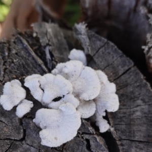 Schizophyllum commune at Deakin, ACT - 16 May 2020