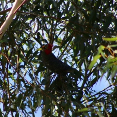 Callocephalon fimbriatum (Gang-gang Cockatoo) at Moruya, NSW - 16 May 2020 by LisaH