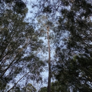 Callocephalon fimbriatum at Moruya, NSW - suppressed