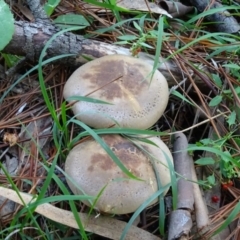 Clitocybe s. l. at Isaacs, ACT - 8 May 2020 by Mike