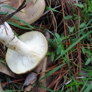 Clitocybe s. l. at Isaacs, ACT - 8 May 2020