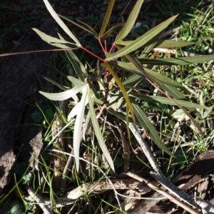 Brachychiton populneus subsp. populneus at Hughes, ACT - 16 May 2020