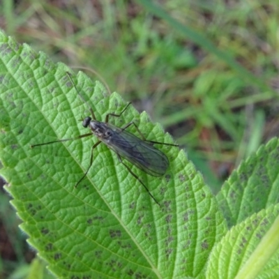 Boreoides subulatus (Wingless Soldier Fly) at Isaacs Ridge and Nearby - 8 May 2020 by Mike