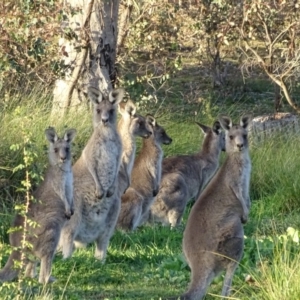 Macropus giganteus at O'Malley, ACT - 7 May 2020 04:32 PM