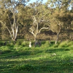 Macropus giganteus at O'Malley, ACT - 7 May 2020