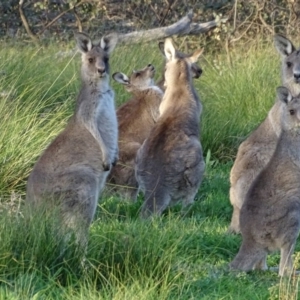 Macropus giganteus at O'Malley, ACT - 7 May 2020