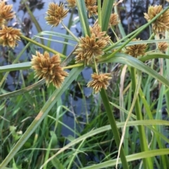 Cyperus eragrostis (Umbrella Sedge) at Googong Foreshore - 17 May 2020 by JaneR