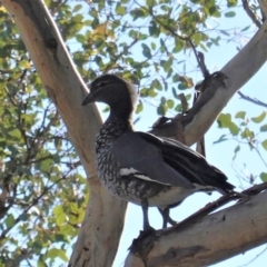 Chenonetta jubata (Australian Wood Duck) at Red Hill Nature Reserve - 15 May 2020 by JackyF